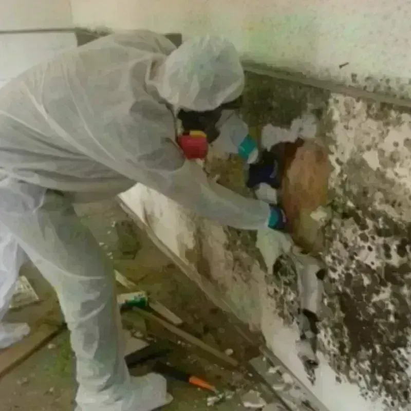 Mold Remediation and Removal in Stella, PR